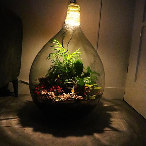 XXL Ecosysteem/planten terrarium/flessentuin met lamp, Huis en Inrichting, Kamerplanten, Overige soorten, Minder dan 100 cm, Groene kamerplant