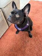 Franse bulldog teefje, Dieren en Toebehoren, Honden | Bulldogs, Pinschers en Molossers, België, Particulier, Rabiës (hondsdolheid)