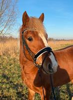 Knappe 3 jarige d pony ruin type Haflinger, Dieren en Toebehoren, Ruin, B, D pony (1.37m tot 1.48m), 3 tot 6 jaar
