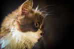 Britse langhaar kitten, Dieren en Toebehoren, Katten en Kittens | Overige Katten, Kater, Langharig