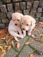 Labrador pups, Dieren en Toebehoren, 8 tot 15 weken, Labrador retriever, Meerdere, Meerdere dieren