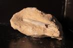 Fossiel rostum van Belemniet, Verzamelen, Mineralen en Fossielen, Ophalen of Verzenden, Fossiel