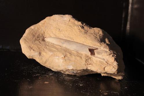 Fossiel rostum van Belemniet, Verzamelen, Mineralen en Fossielen, Fossiel, Ophalen of Verzenden