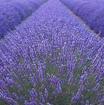 Lavandula (lavendel) in diverse maten/soorten/prijzen pot, Tuin en Terras, Planten | Tuinplanten, Ophalen, Eenjarig, Overige soorten