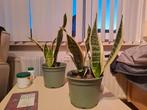 alleen ophalen:sansevieria - vrouwentong, Ophalen, Vetplant, Halfschaduw, Minder dan 100 cm