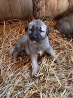 Kangal (Turkse herder) pups te koop, Dieren en Toebehoren, 8 tot 15 weken, Meerdere, Meerdere dieren, Herder