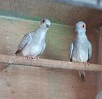 Diamantduiven, Dieren en Toebehoren, Vogels | Overige Vogels, Meerdere dieren, Tropenvogel