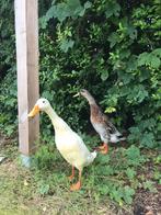 Indische loopeenden mannetjes, Dieren en Toebehoren, Mannelijk, Eend