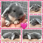 Schattige jonge baby Franse Hangoor konijntjes, Dieren en Toebehoren, Konijnen, Meerdere dieren, Groot, Hangoor, 0 tot 2 jaar