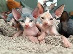 Prachtige Sphynx kittens, Dieren en Toebehoren, Katten en Kittens | Raskatten | Korthaar, Meerdere dieren