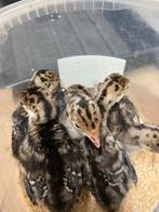 Kalkoen kuikentjes, Geslacht onbekend, Wildzangvogel