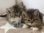 Half Perzische kittens, tabbykleur, Golden en grijs, Dieren en Toebehoren, Katten en Kittens | Overige Katten, Meerdere dieren
