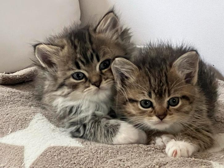 Half Perzische kittens, tabbykleur, Golden en grijs, Dieren en Toebehoren, Katten en Kittens | Overige Katten, Meerdere dieren
