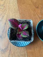 Siernetel / Coleus stek, Ophalen, Overige soorten, Halfschaduw, Minder dan 100 cm