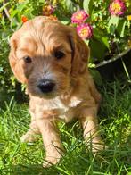Cockapoo pups, Dieren en Toebehoren, Honden | Retrievers, Spaniëls en Waterhonden, CDV (hondenziekte), Overige rassen, 8 tot 15 weken