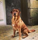 Dekreu Foxred Labrador Retriever (stamboek), Dieren en Toebehoren, Honden | Dekreuen, Parvo, Reu, Eén hond, 3 tot 5 jaar