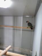 roodbuik papegaai, Mannelijk, Papegaai, Geringd