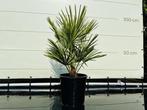 Palmboom - Chamaerops Humilis - hoogte 75 cm, In pot, Minder dan 100 cm, Halfschaduw, Zomer