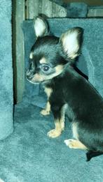 3 langharige shiwawa  mogen andere week naar een nieuw huisj, Dieren en Toebehoren, Honden | Chihuahua's en Gezelschapshonden