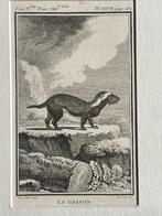Marter - ets - Le grison - Marter / Buffon 1770, Ophalen of Verzenden
