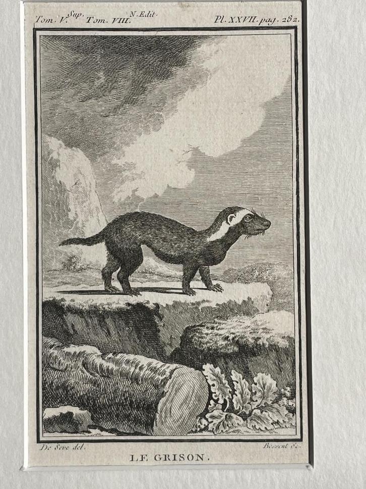 Marter - ets - Le grison - Marter / Buffon 1770, Antiek en Kunst, Kunst | Etsen en Gravures, Ophalen of Verzenden