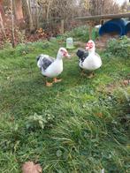 Muskus eenden (woerden), Dieren en Toebehoren, Ophalen, Overige typen
