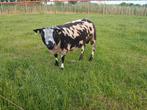 Bonte schapenram en merrie veulen, Mannelijk, Schaap, 0 tot 2 jaar