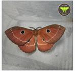 Melanocera menippe vlinderpoppen, Vlinders of Rupsen