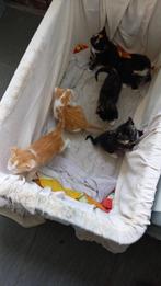 kittens, Dieren en Toebehoren, Katten en Kittens | Raskatten | Korthaar, Meerdere dieren, 0 tot 2 jaar