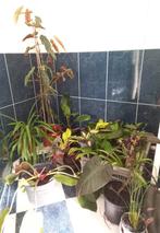 Kamerplanten pakket -> zie foto's, Huis en Inrichting, Ophalen, Overige soorten, Halfschaduw, Minder dan 100 cm