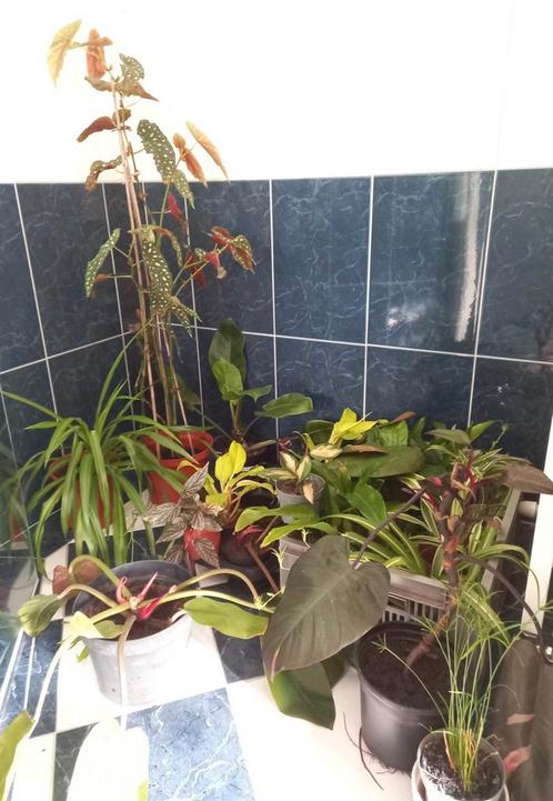 Kamerplanten pakket -> zie foto's, Huis en Inrichting, Kamerplanten, Overige soorten, Minder dan 100 cm, Halfschaduw, Ophalen