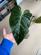 Philodendron splendid XL stek, Huis en Inrichting, Kamerplanten, Overige soorten, Minder dan 100 cm, Ophalen of Verzenden, Halfschaduw