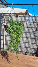 Kunst Hangplant Klimop 83cm - Onderhoudsvrij!, Tuin en Terras, Planten | Tuinplanten, Ophalen of Verzenden