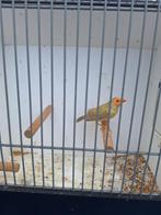 Binsenastrilder (man), Dieren en Toebehoren, Vogels | Overige Vogels, Mannelijk, Tropenvogel