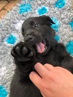 bijzonder mooie   Flatdoodle pups, Dieren en Toebehoren, Honden | Retrievers, Spaniëls en Waterhonden, Rabiës (hondsdolheid), Overige rassen