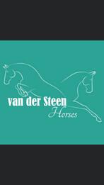 VAN DER STEEN BREEDING ZOEKT DRAAGMERRIE’S, Dieren en Toebehoren, Paarden, Merrie, Niet van toepassing