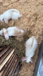 Konijn te koop, Dieren en Toebehoren, Konijnen, Meerdere dieren, Dwerg