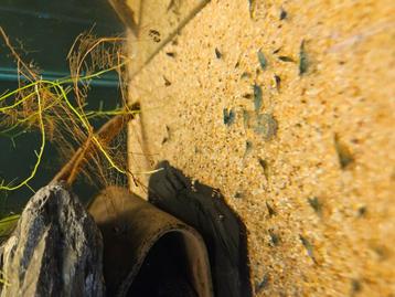 Jonge licht blauwe garnalen  beschikbaar voor biedingen