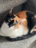 Kittens, 2 vrouwtjes, Dieren en Toebehoren, Katten en Kittens | Overige Katten, Poes
