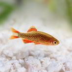 Galaxy Rasbora 1/1.5cm, Dieren en Toebehoren, Vis, Zoetwatervis, Schoolvis