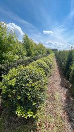 Osmanthus schijnhulst burkwoodii bolvormen in maten, Tuin en Terras, Ophalen of Verzenden, Overige soorten, Minder dan 100 cm
