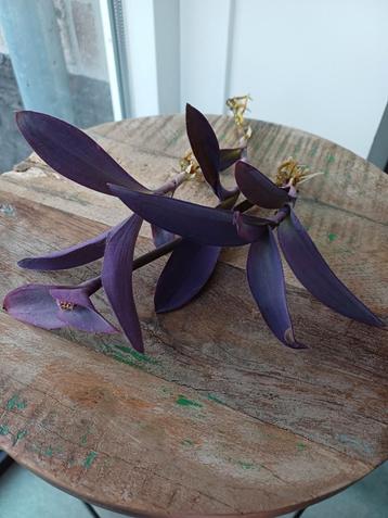Tradescantia Purple Heart stekjes (3x) beschikbaar voor biedingen