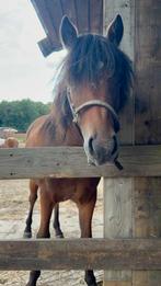 Welsh merrie ( nieuwe advertentie), Merrie, B pony (1.17m tot 1.27m), Onbeleerd, Recreatiepony