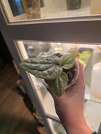 Anthurium Luxurians, Huis en Inrichting, Ophalen of Verzenden, Halfschaduw, Minder dan 100 cm