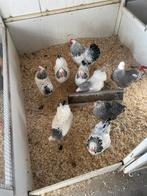 Wandotte, Cochin, legkippen verschillende kleuren, Dieren en Toebehoren, Pluimvee, Meerdere dieren, Kip
