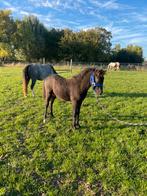 Mooi welsh veulen te koop!, Dieren en Toebehoren, Pony's, Gechipt, 0 tot 2 jaar, Hengst, A pony (tot 1.17m)