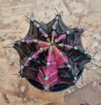 Cactus Gymnocalycium Mihanovichii p7 (m), Huis en Inrichting, Kamerplanten, Ophalen of Verzenden, Cactus, Volle zon, Minder dan 100 cm