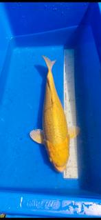 (11) Koi / Koi karper - Yamabuki 54 cm., Karper of Koi