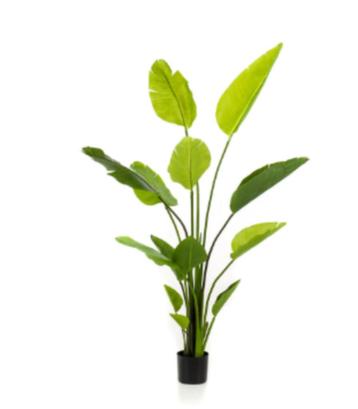 strelitzia nicolai 150cm beschikbaar voor biedingen