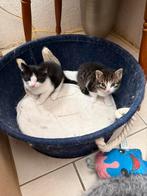 Mooie lieve kittens kruising bengaal, Dieren en Toebehoren, Meerdere dieren